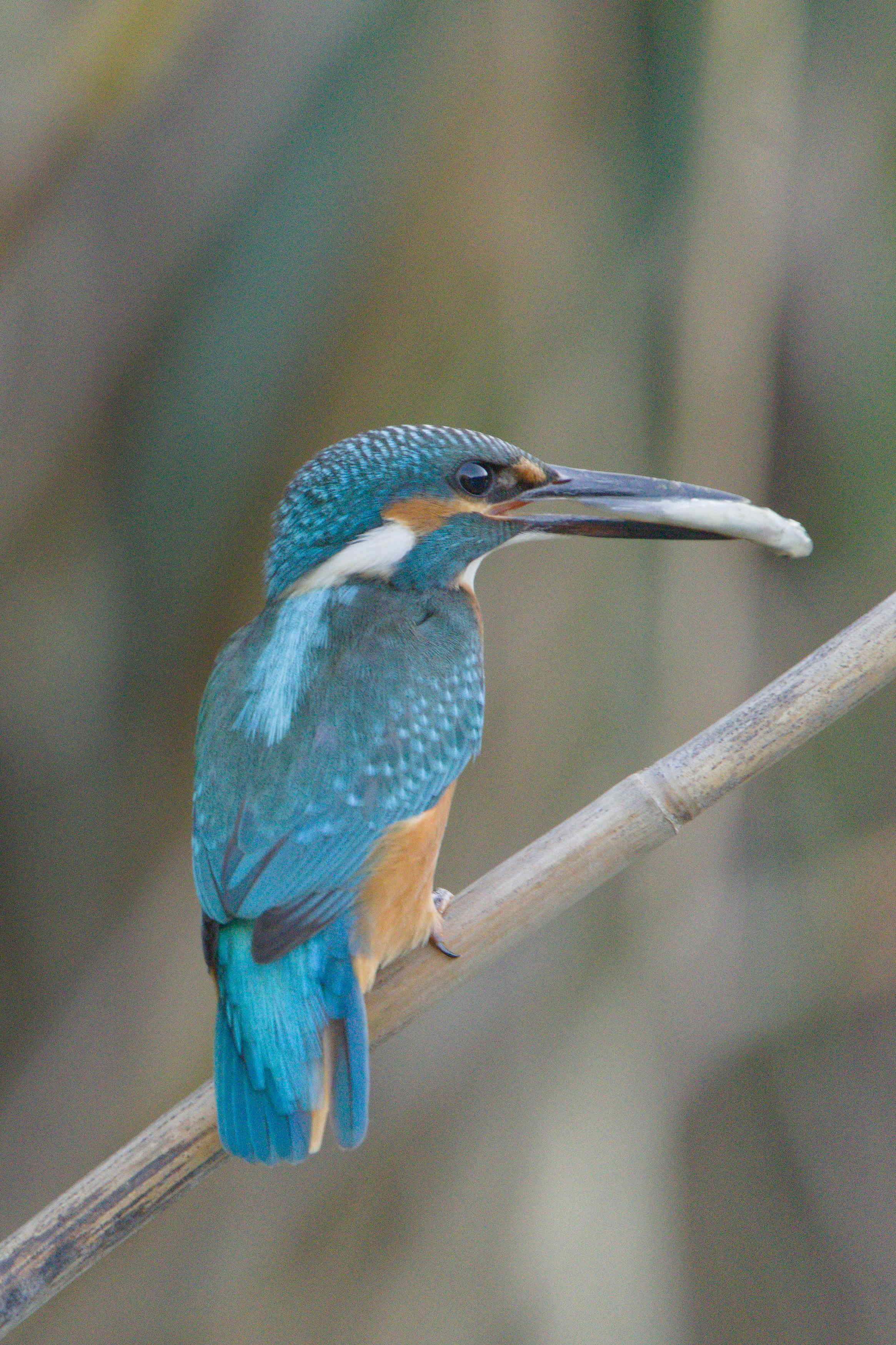 Kingfisher with a catch