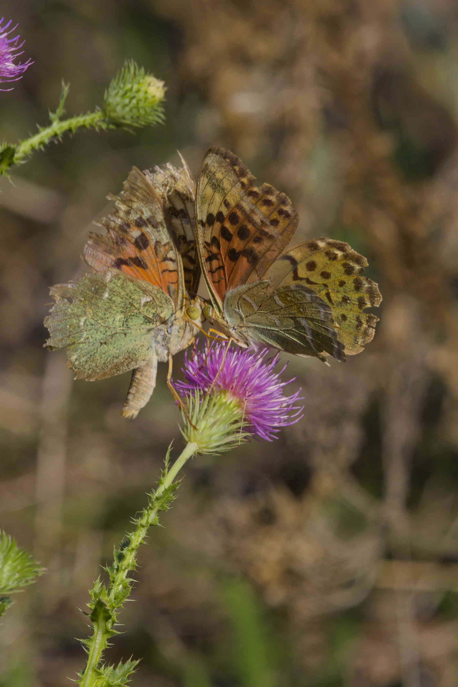 It's mine! It's mine! Go away!