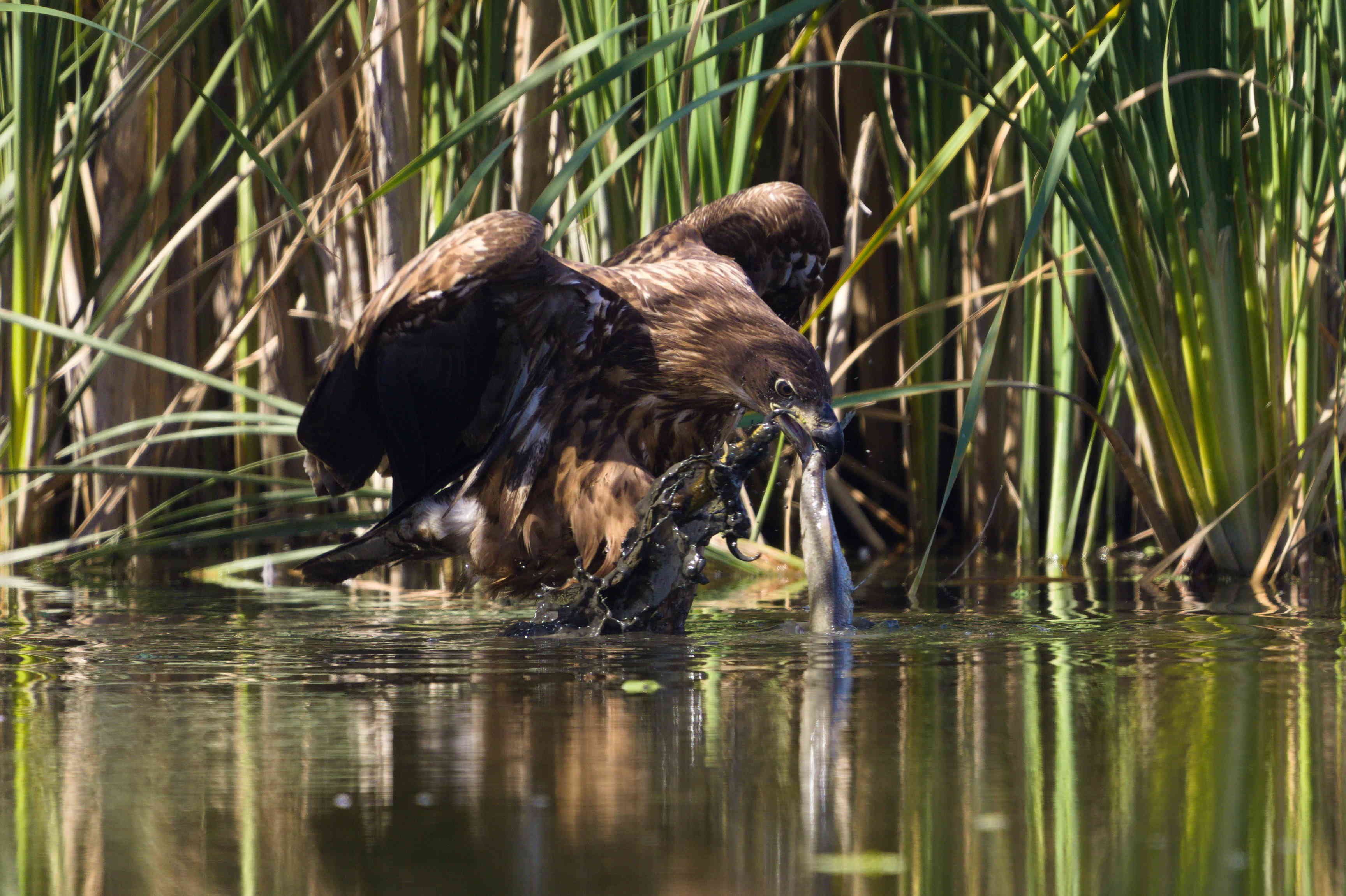 The Catch – Power of Precision