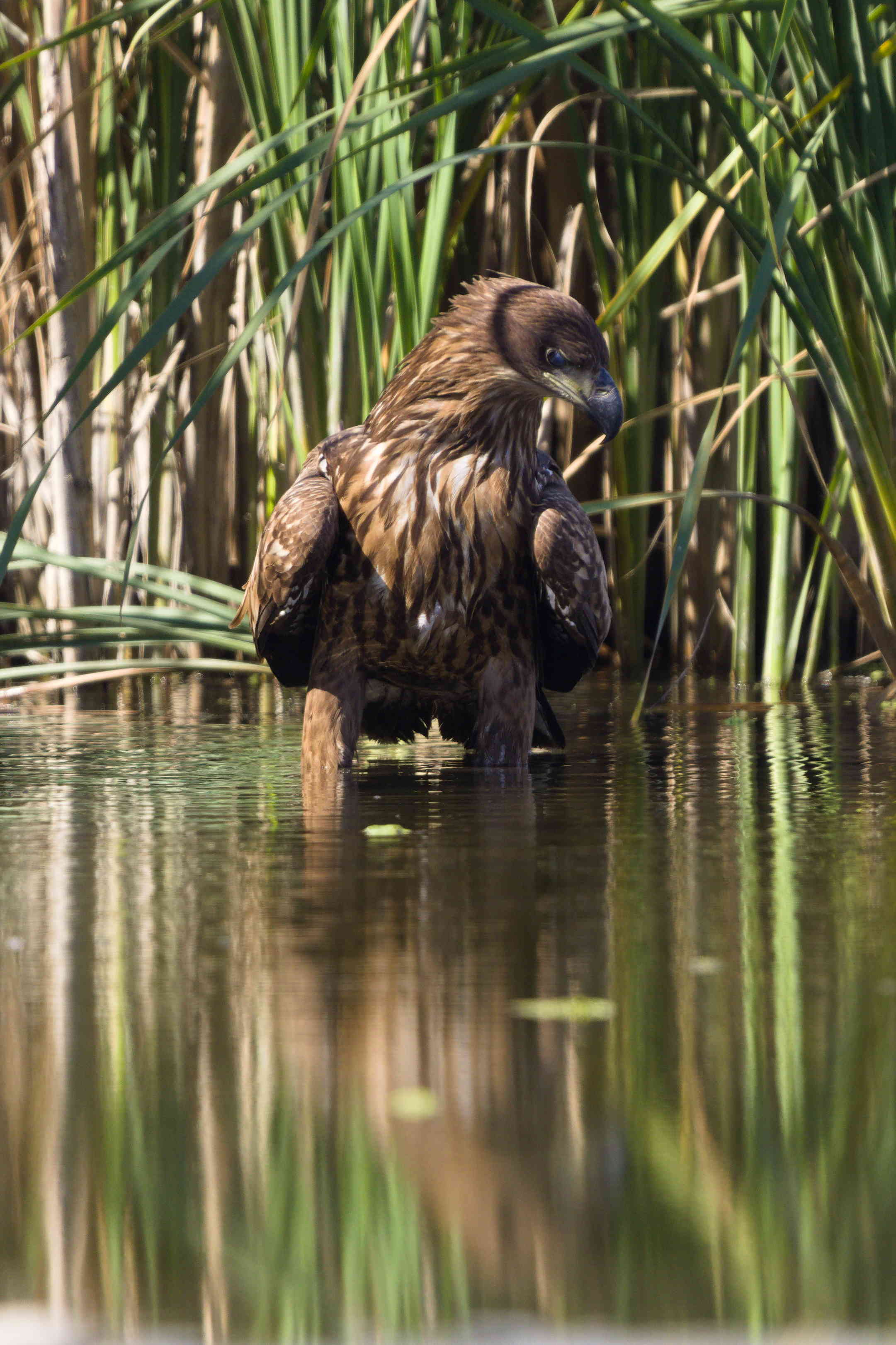 I wonder is there something?