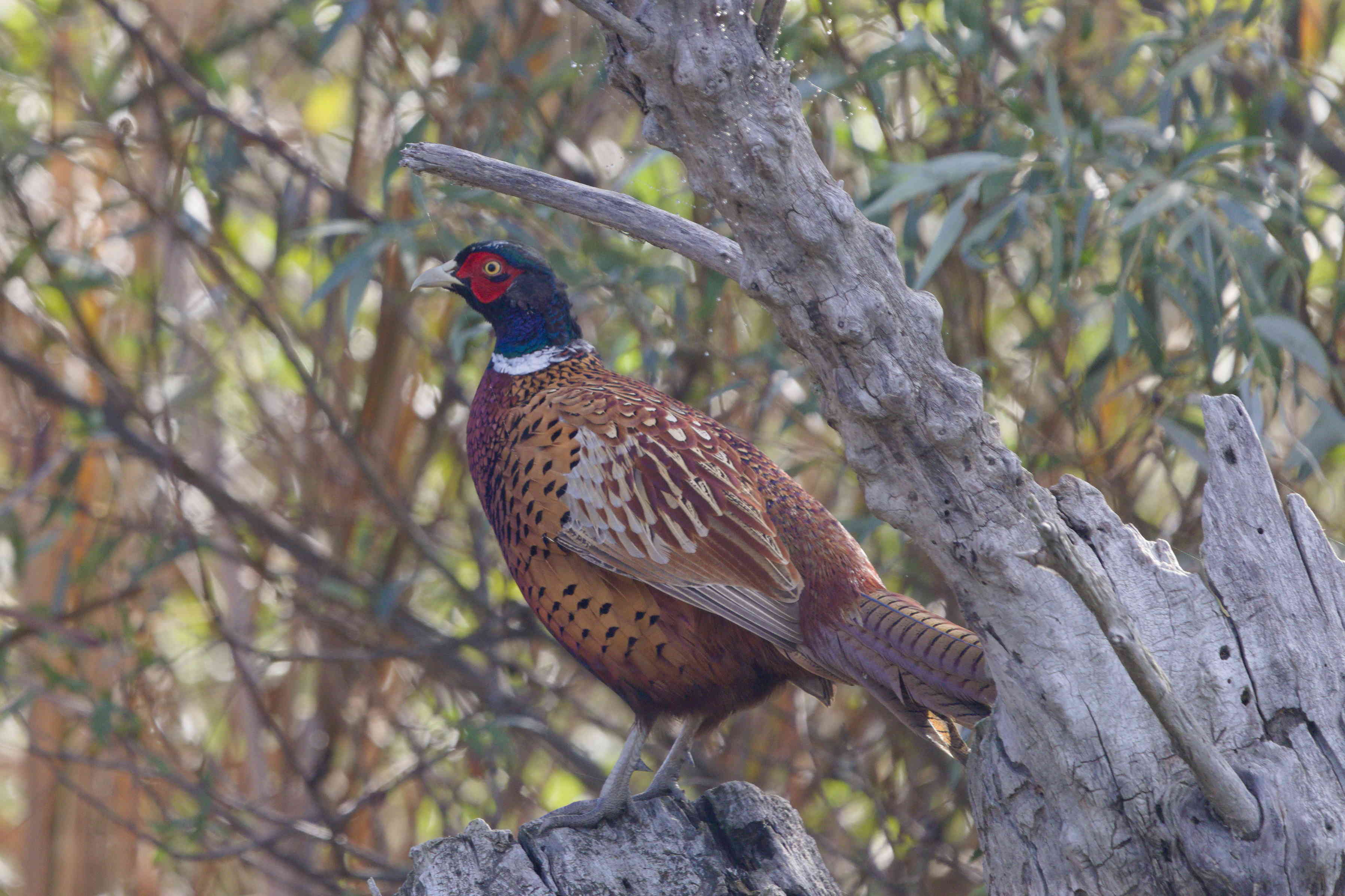 A wild chicken appears!