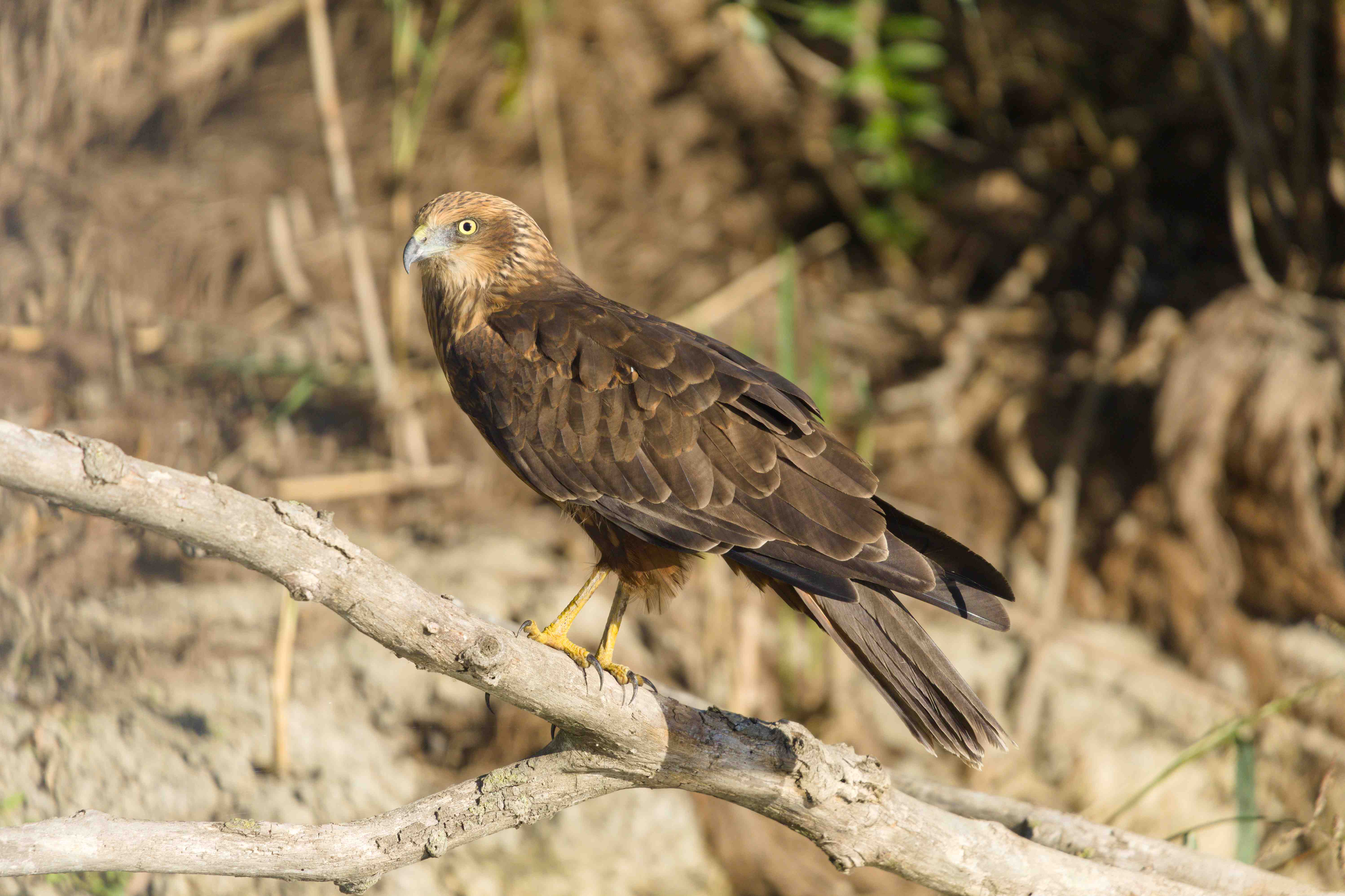 I just looking chill