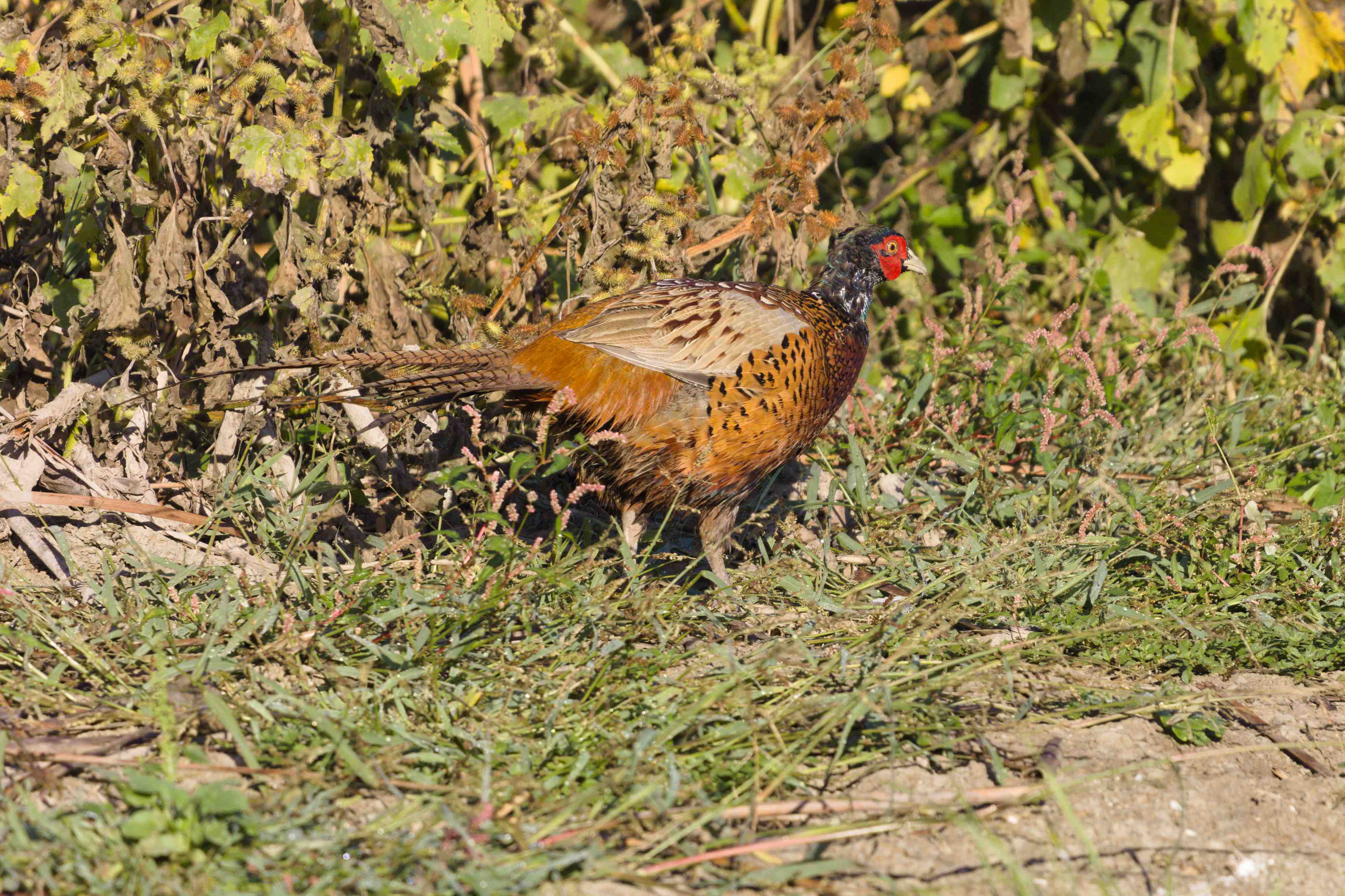 Colors? All of them!