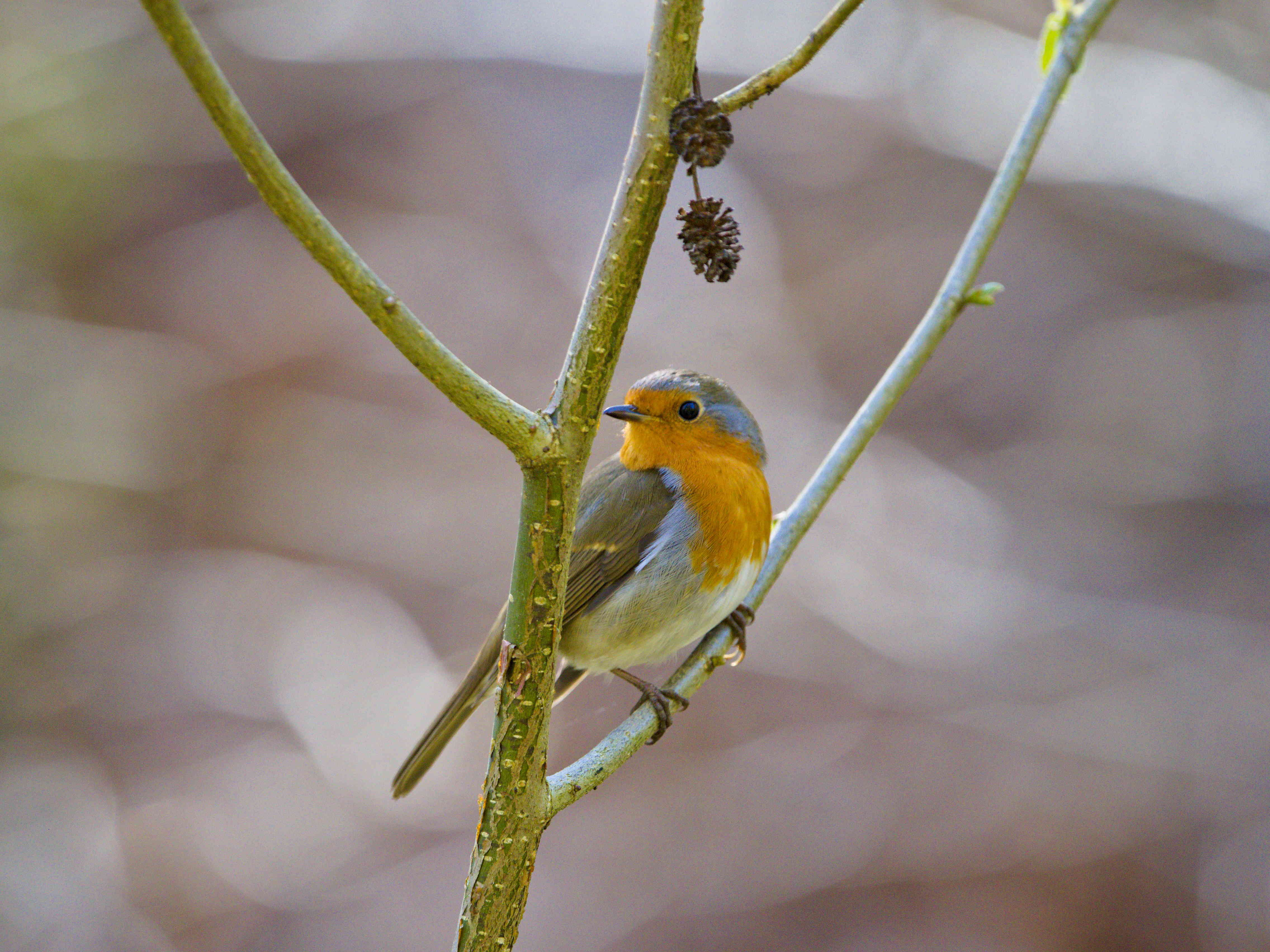 European Robin on a Branch