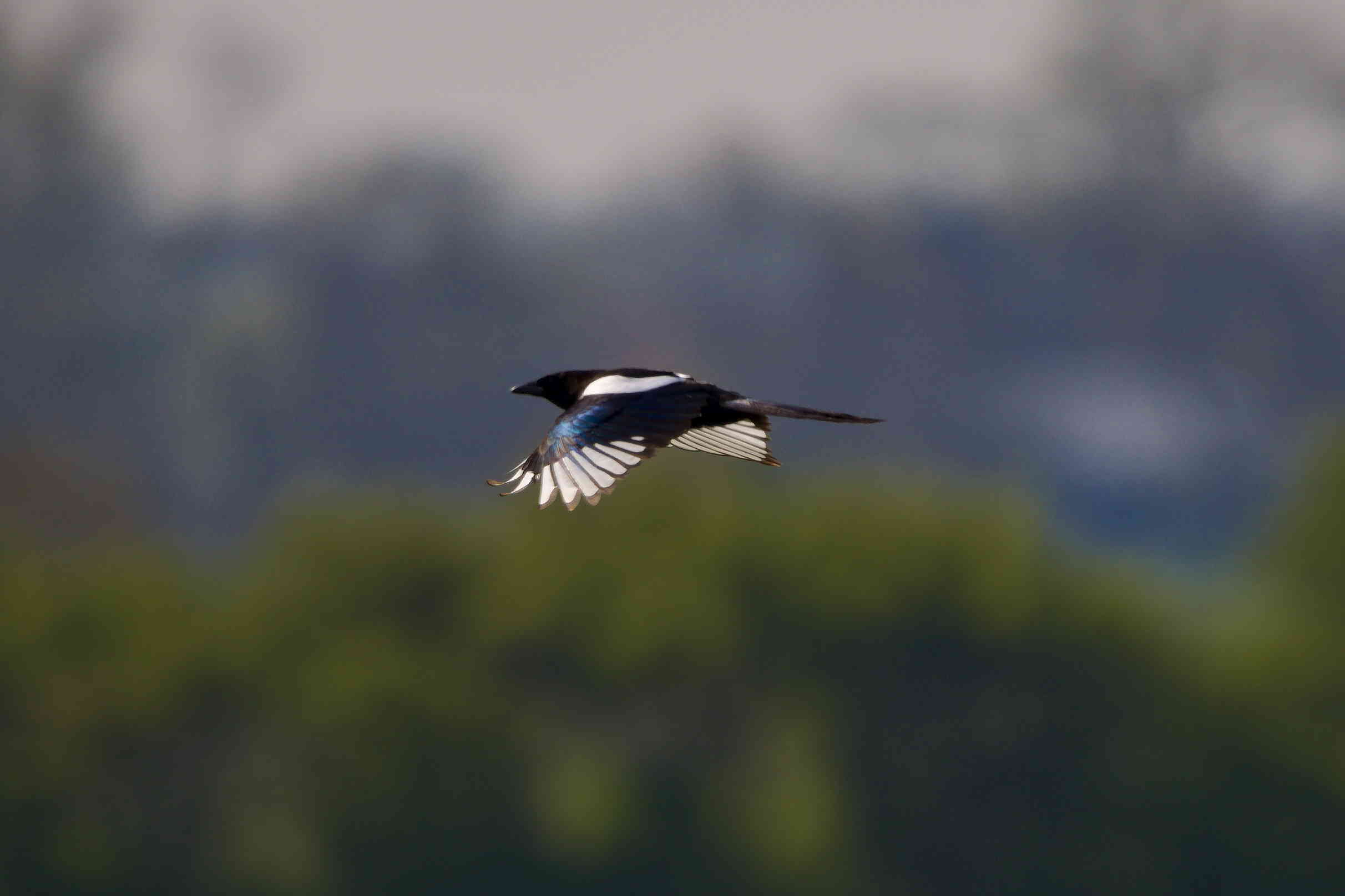 Magpie in Flight
