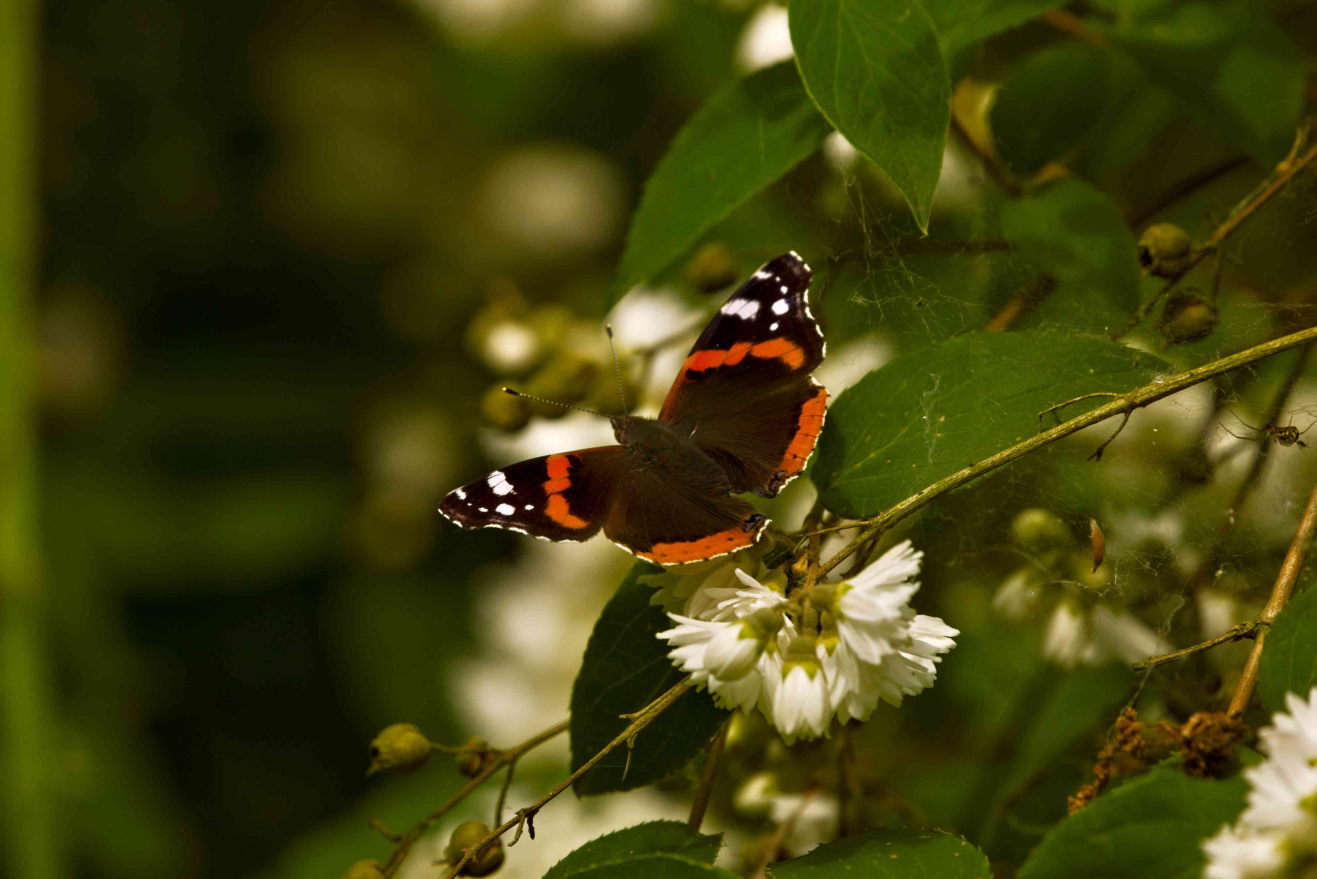 Red Admiral Butterfly on White Blossoms
