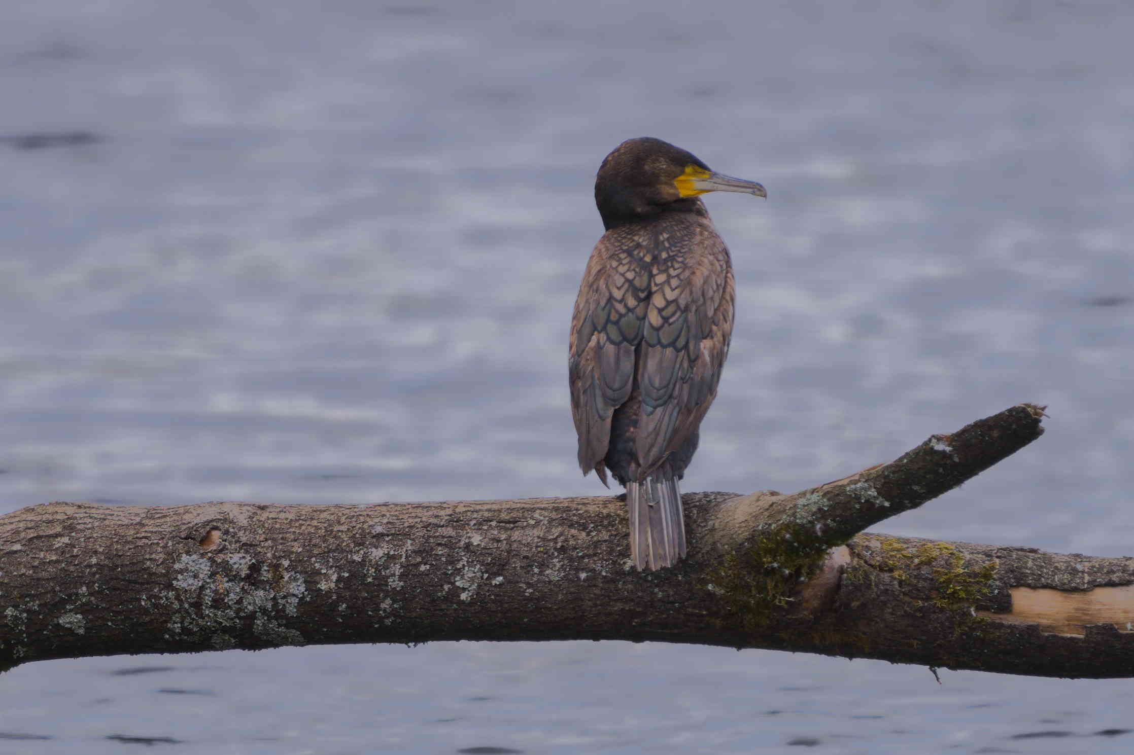 Cormorant on Branch
