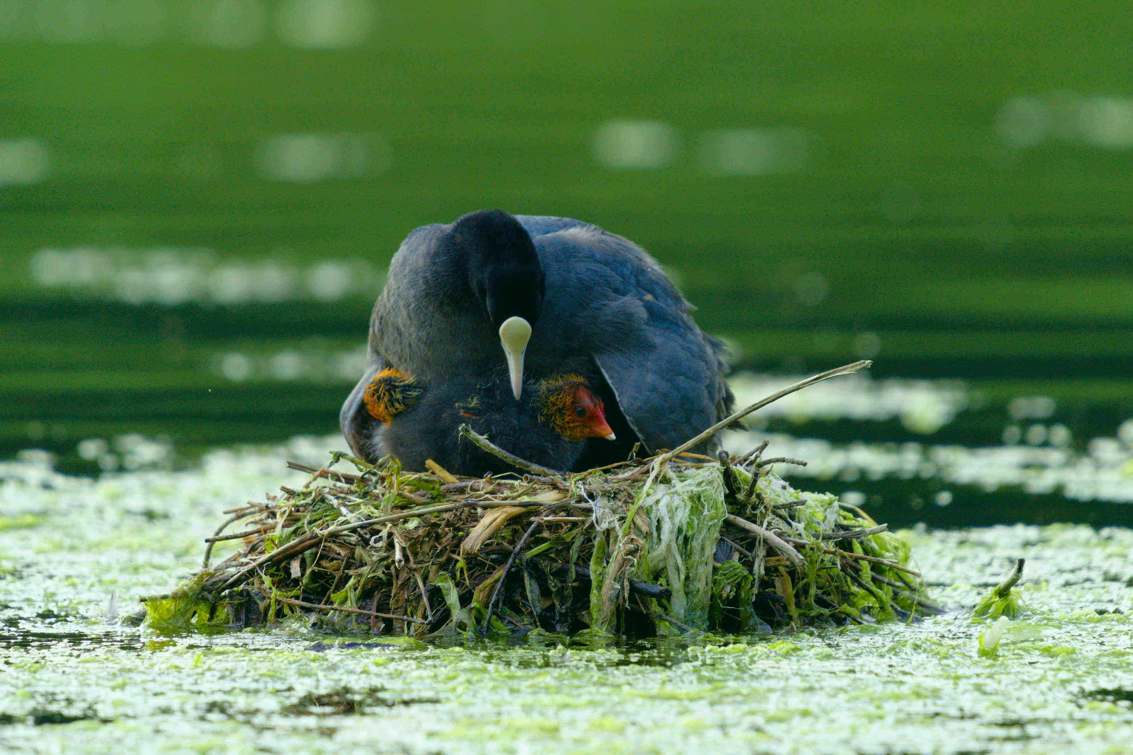 Coot with Chicks on Nest