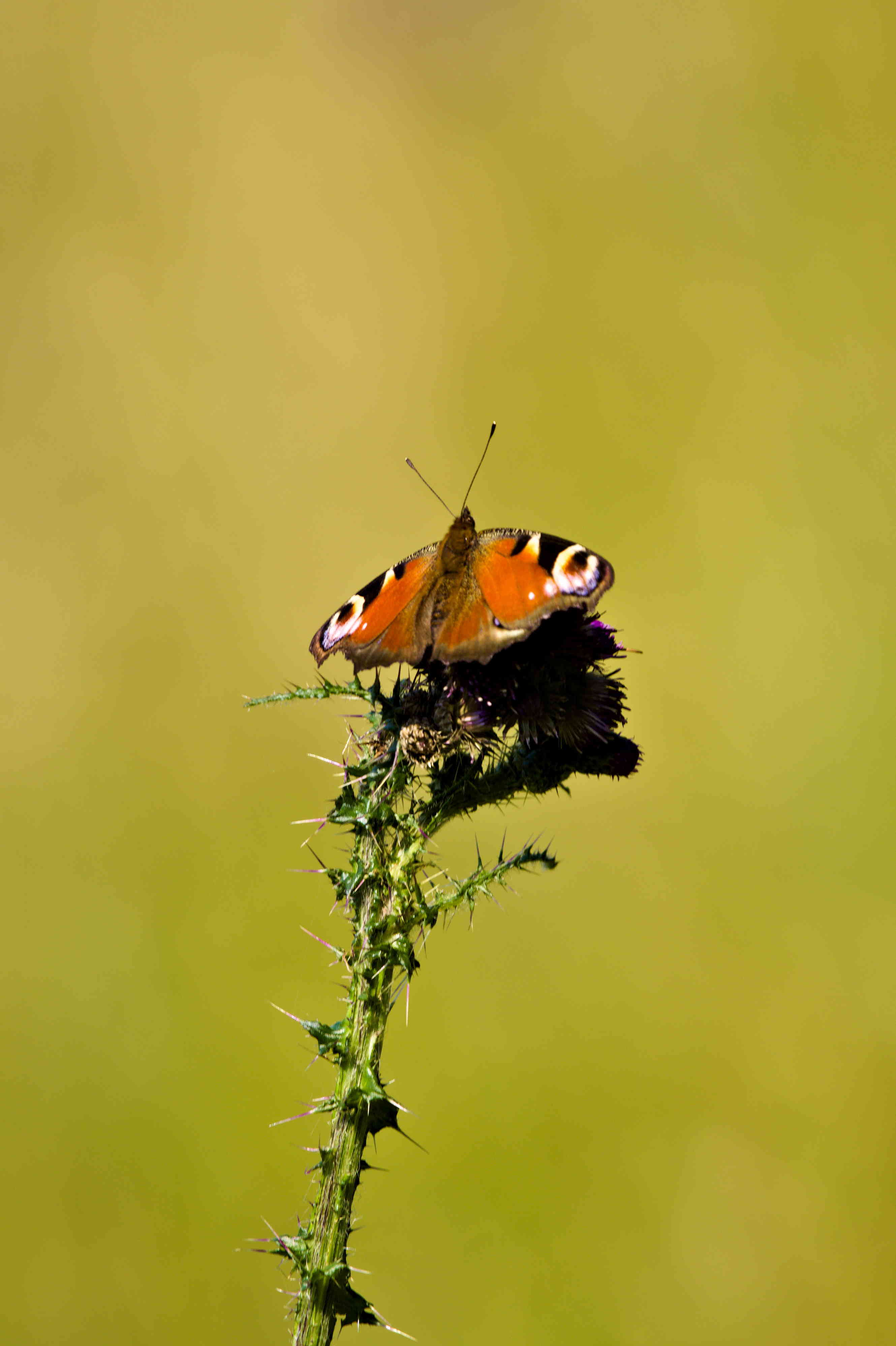 Peacock Butterfly on thistle