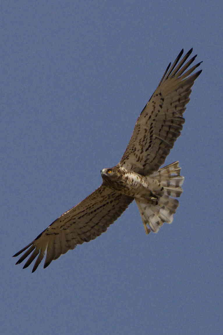 Soaring short-toed eagle