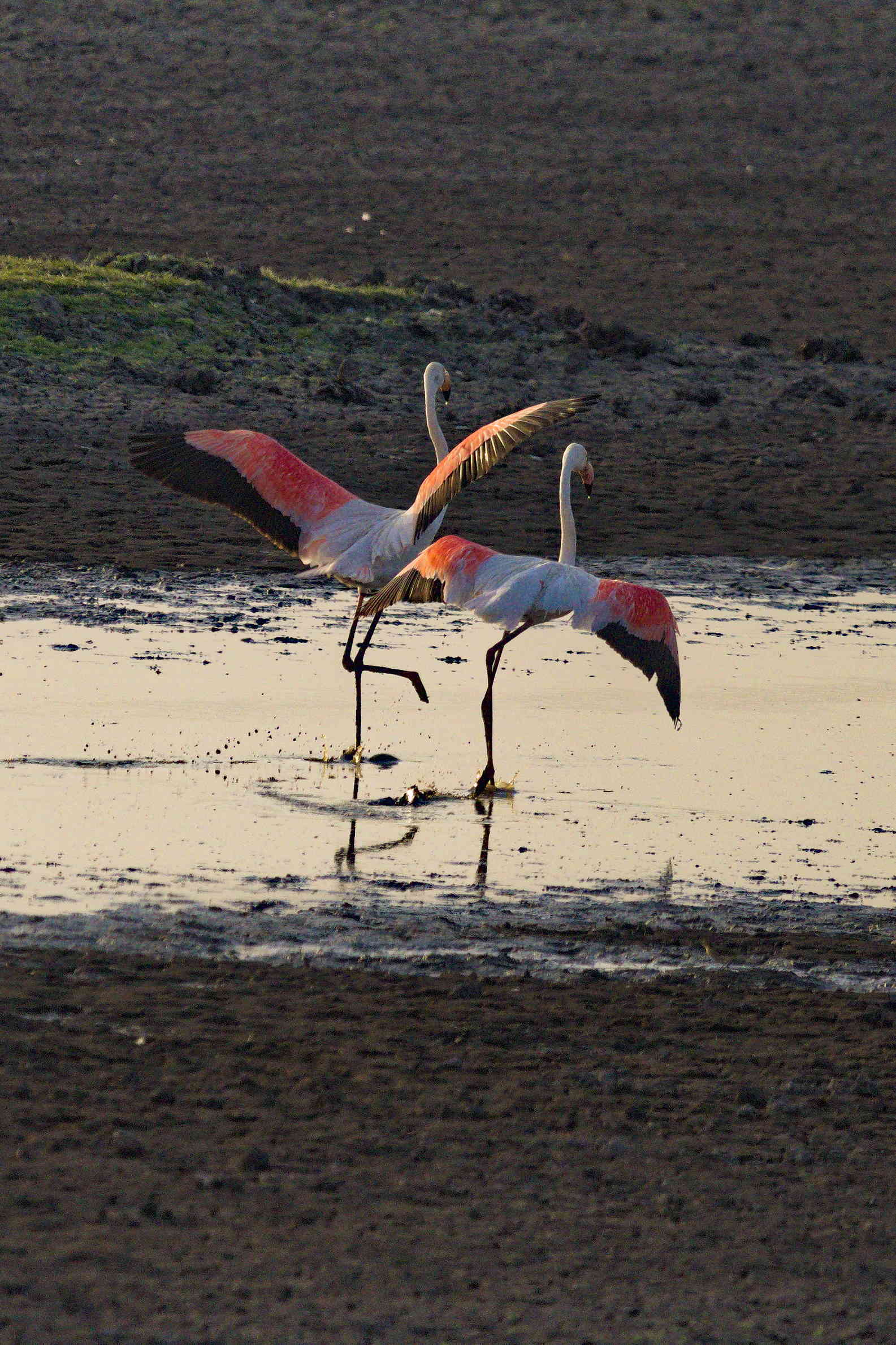 Two flamingos running in shallow water