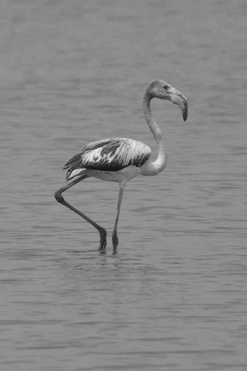 Juvenile flamingo in black & white