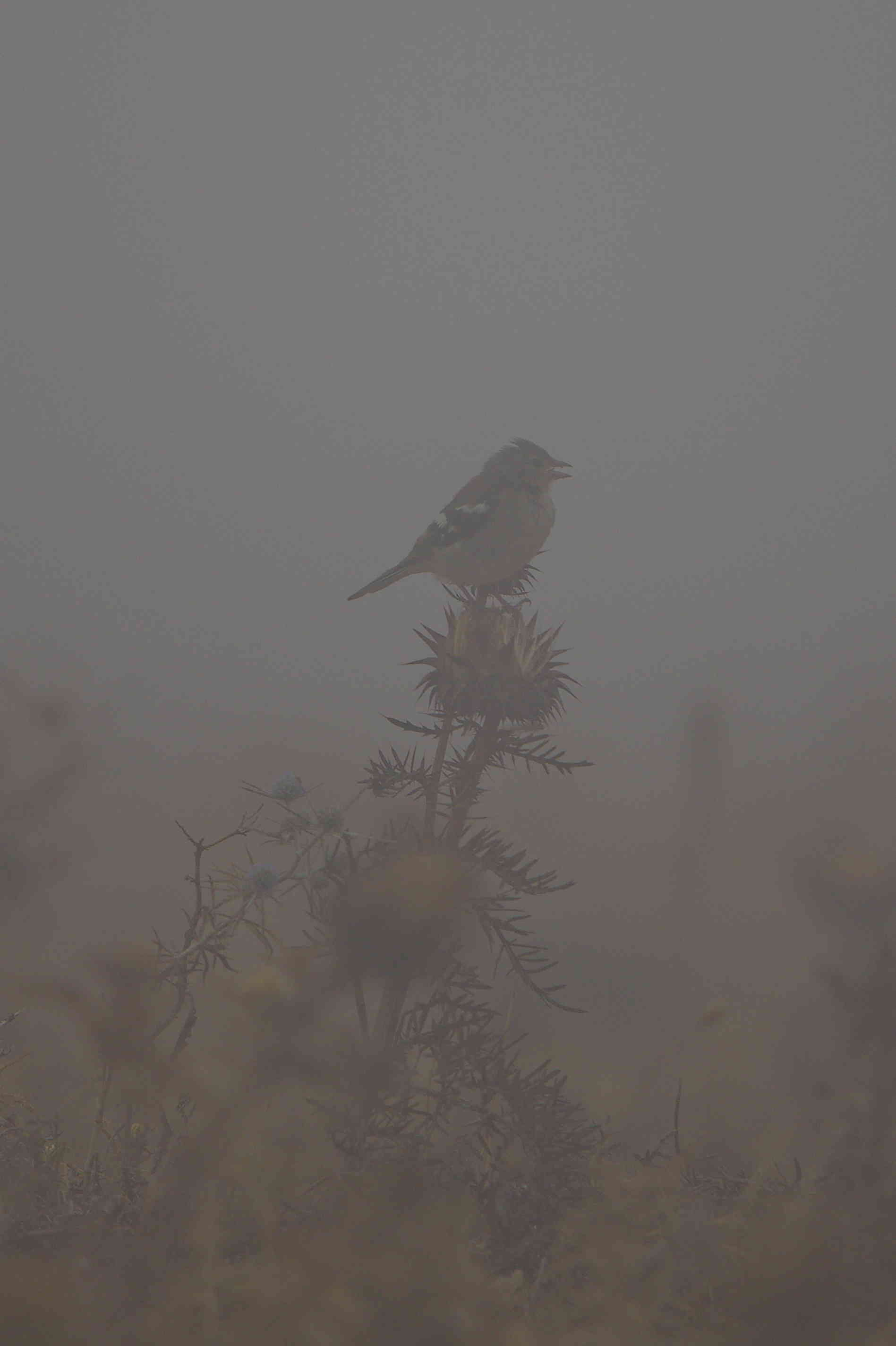 Small bird on thistle in fog