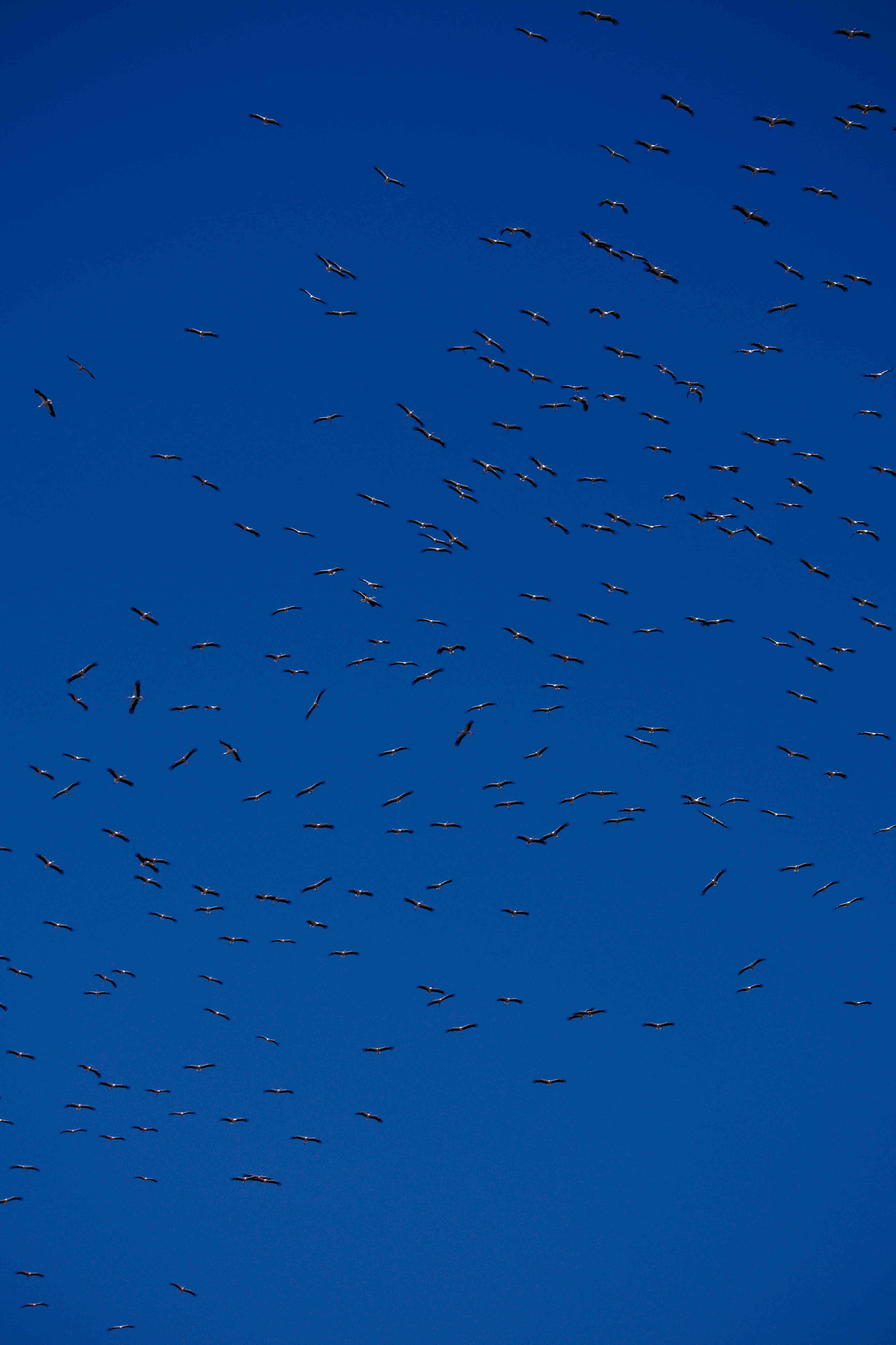 White Stork migrating in thermals.