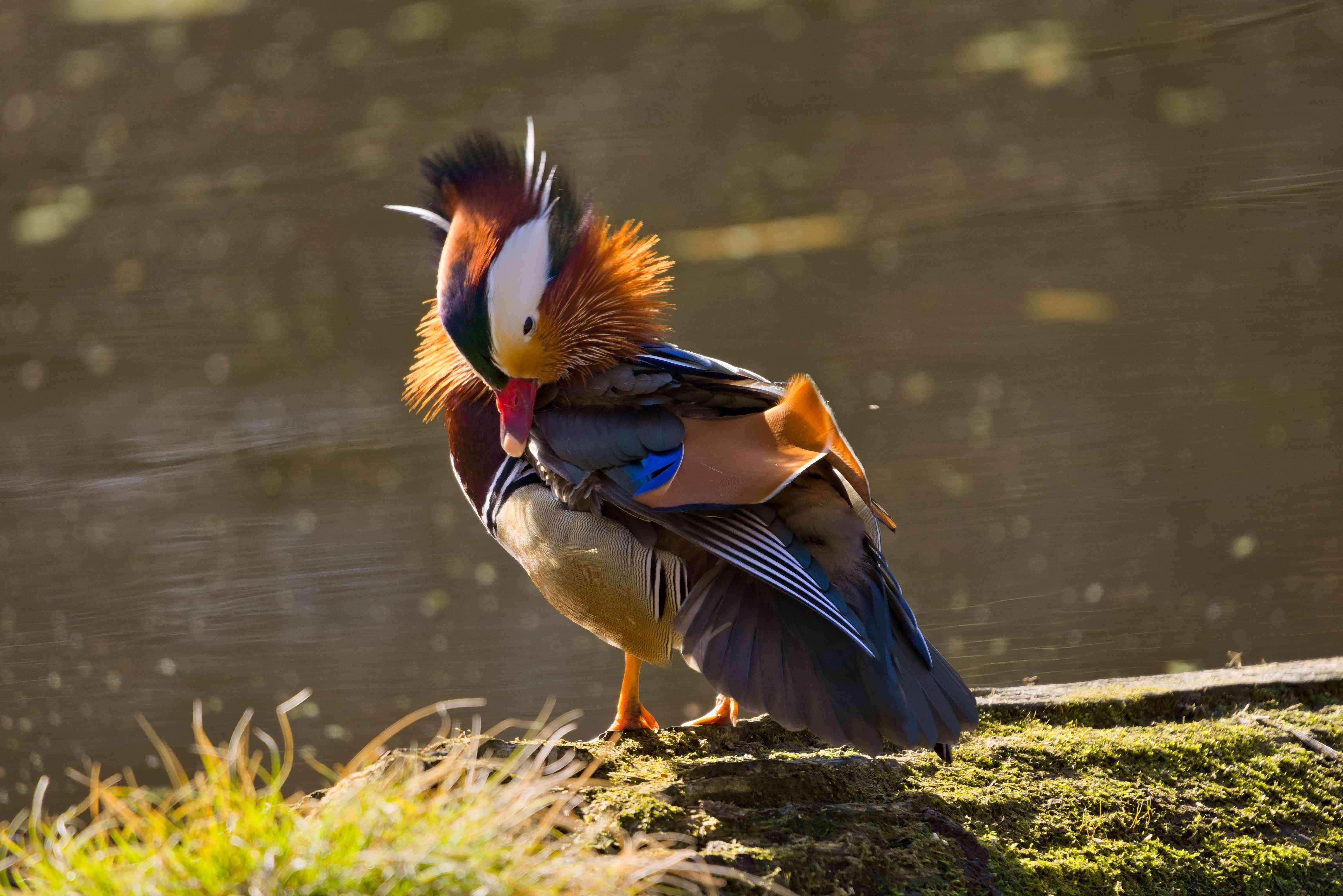 Mandarin Duck Preening