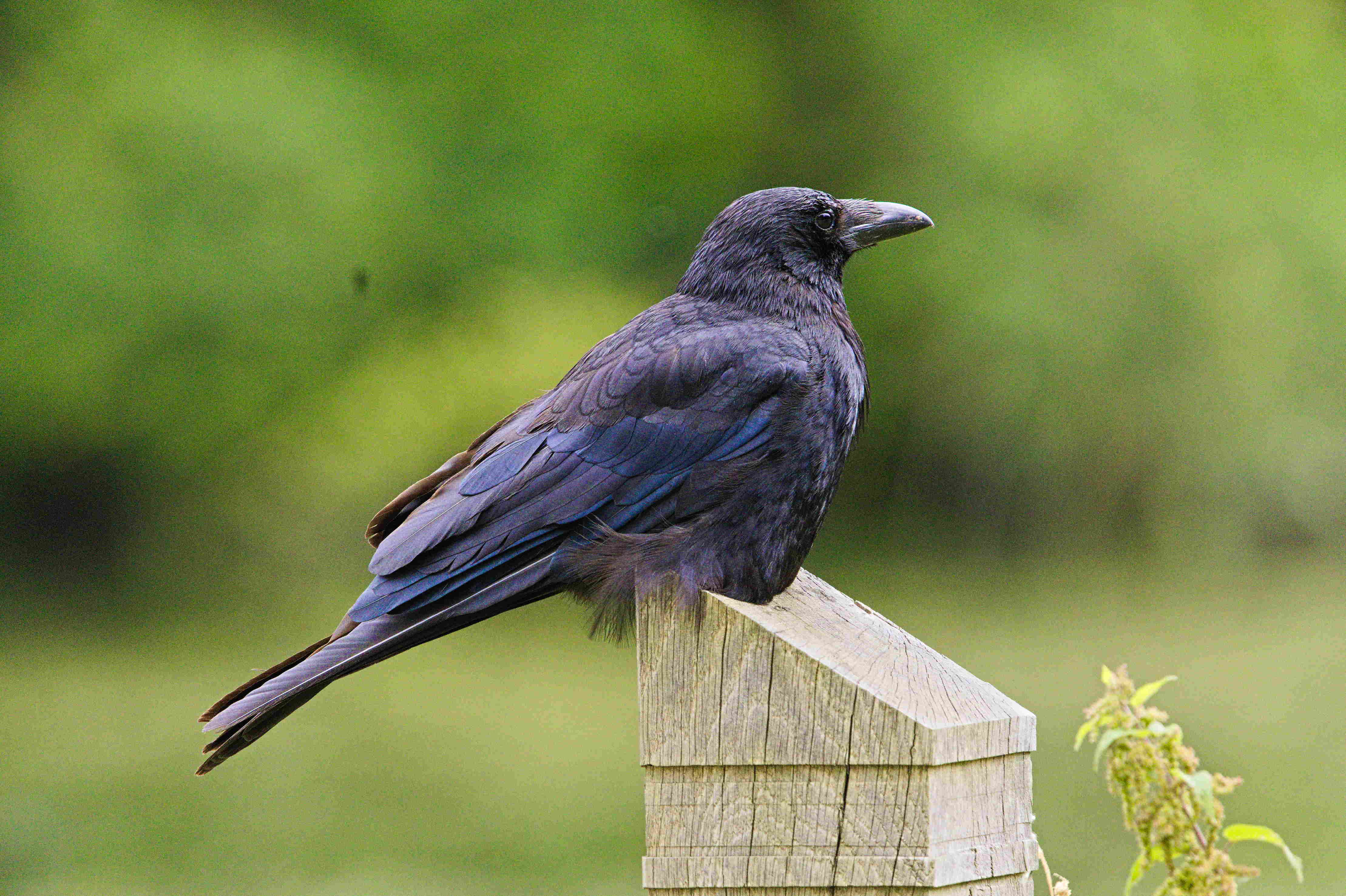 Raven on Fence Post