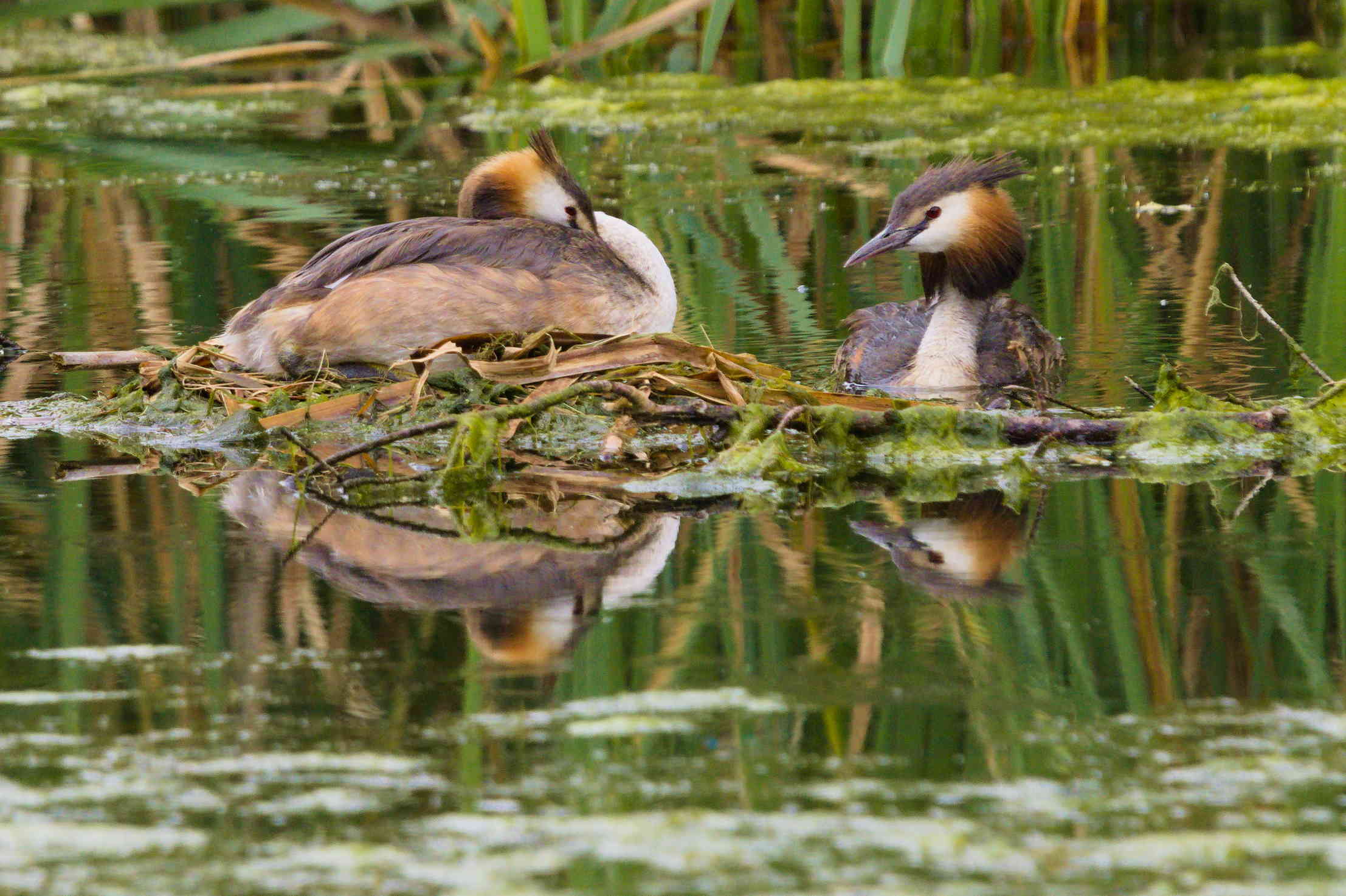 Pair of great crested grebes