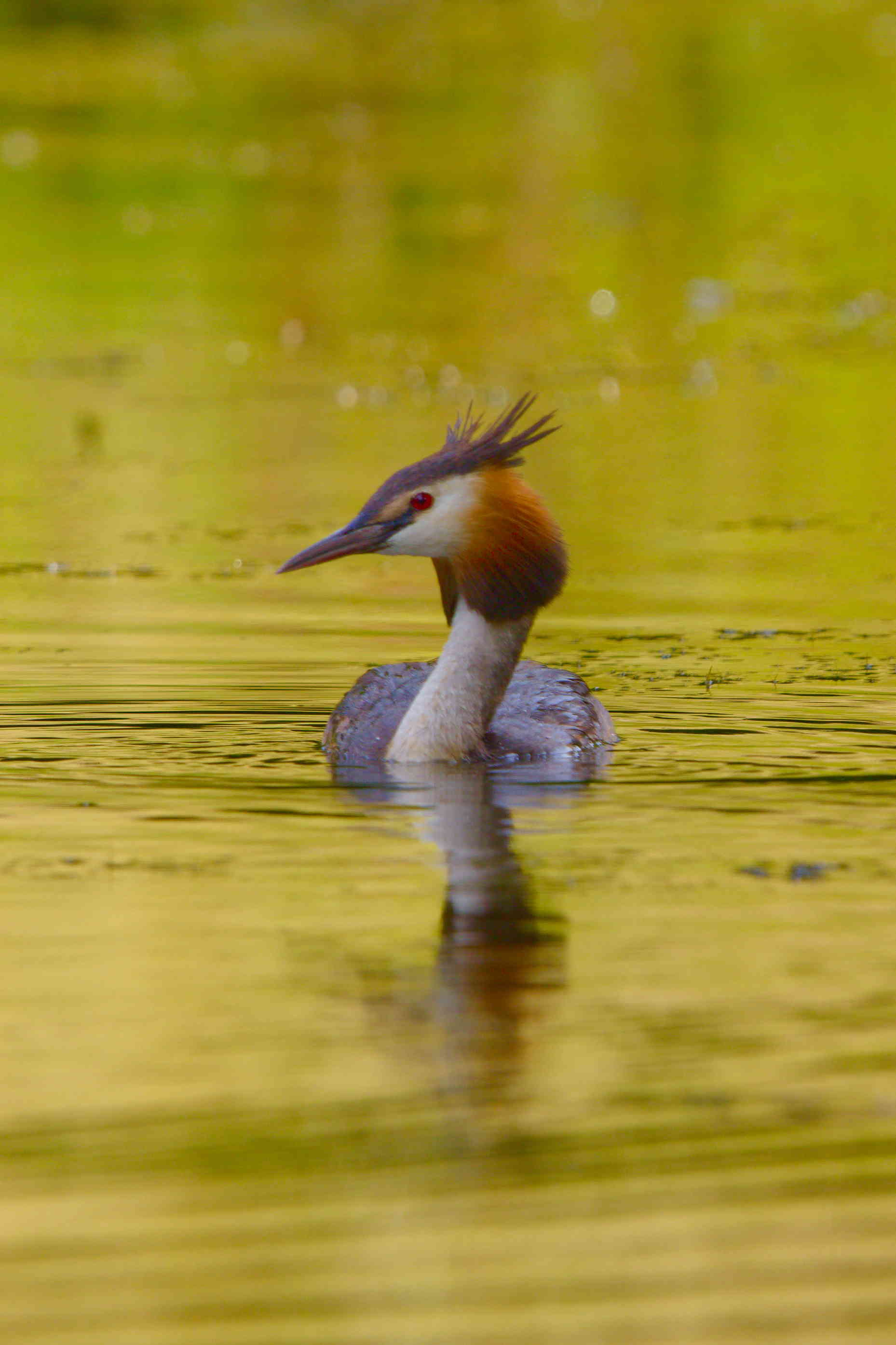 Great Crested Grebe on Golden Water
