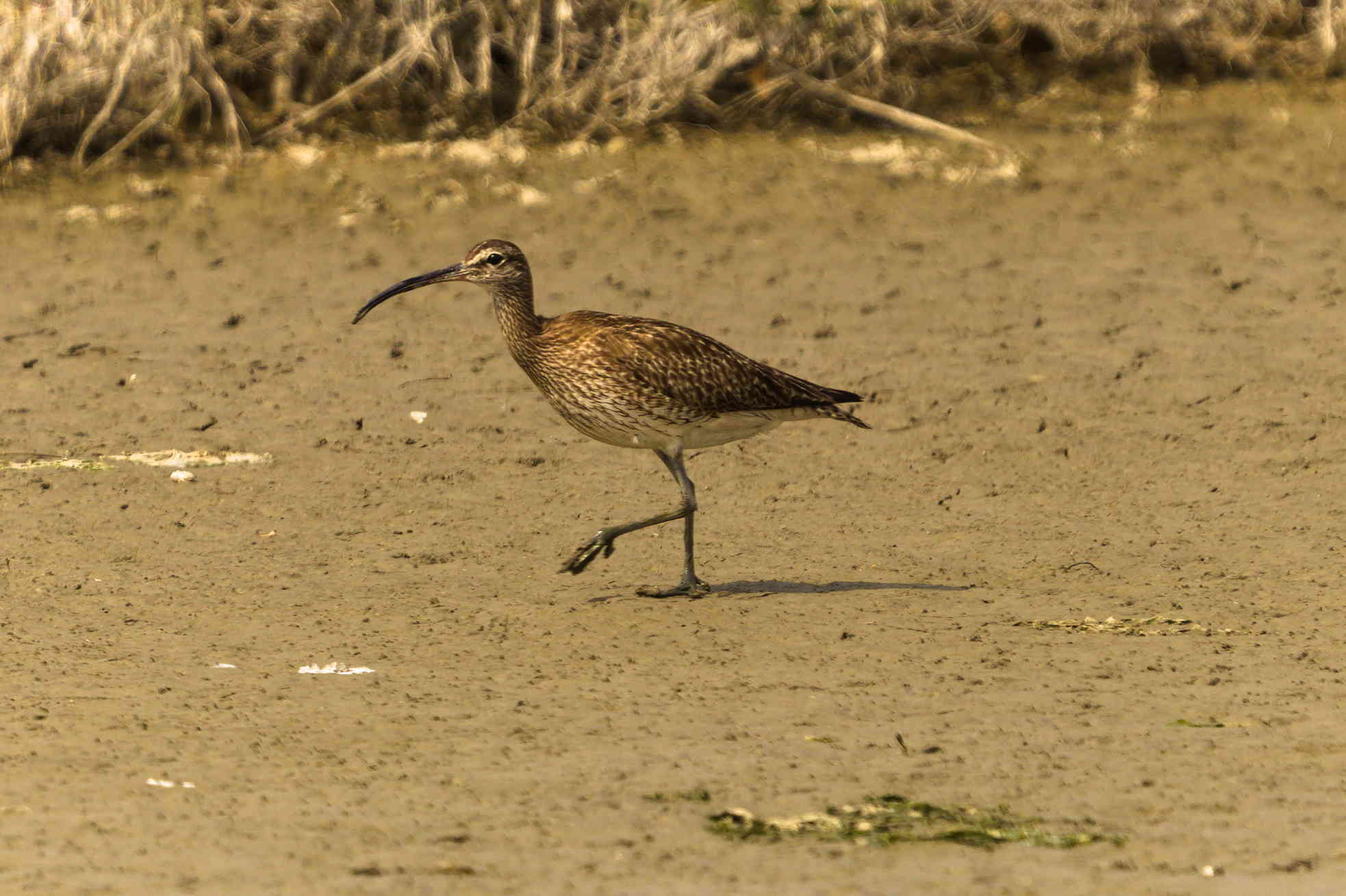 Curlew walking in mudflats