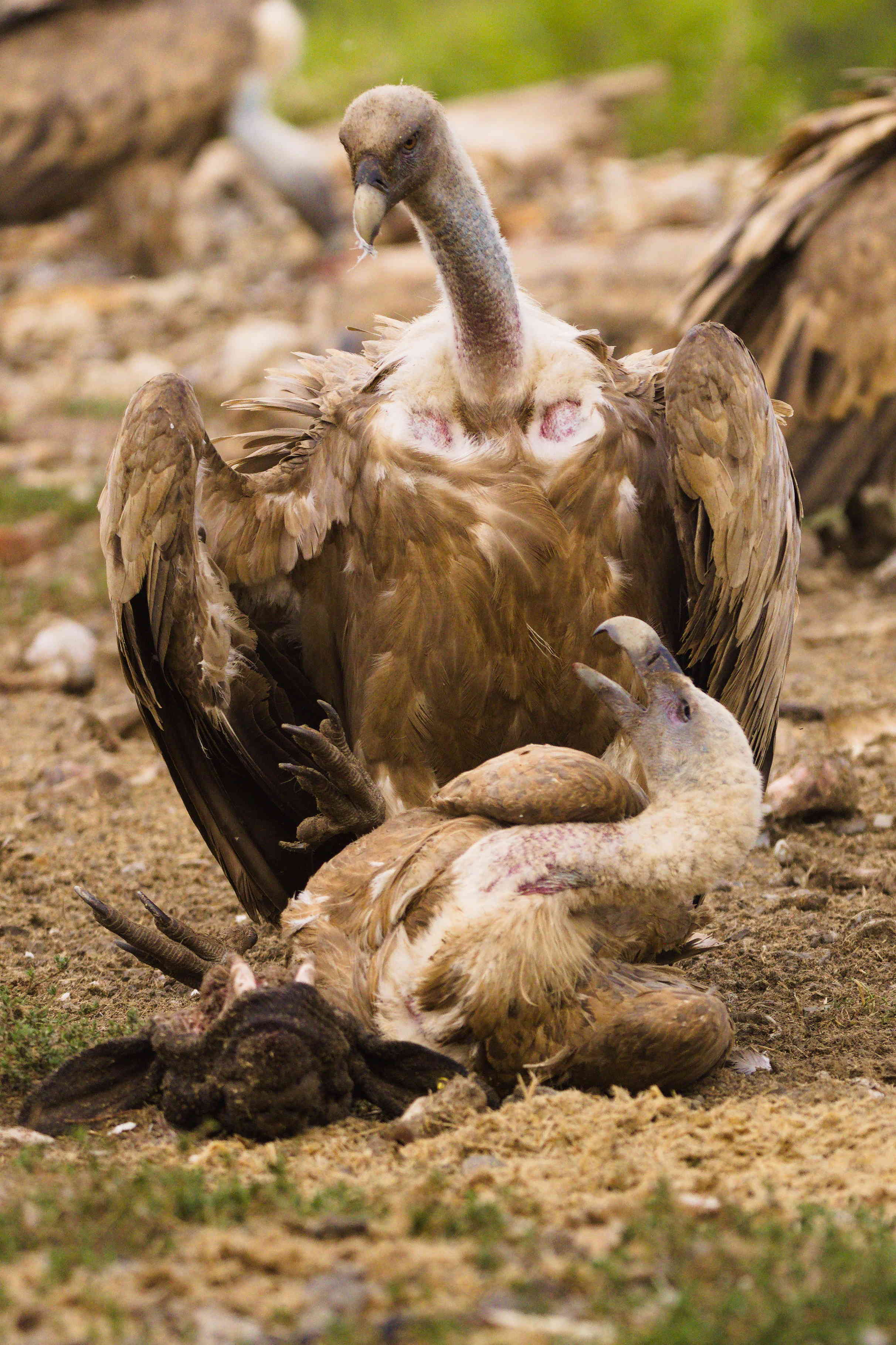 Vulture showing dominance