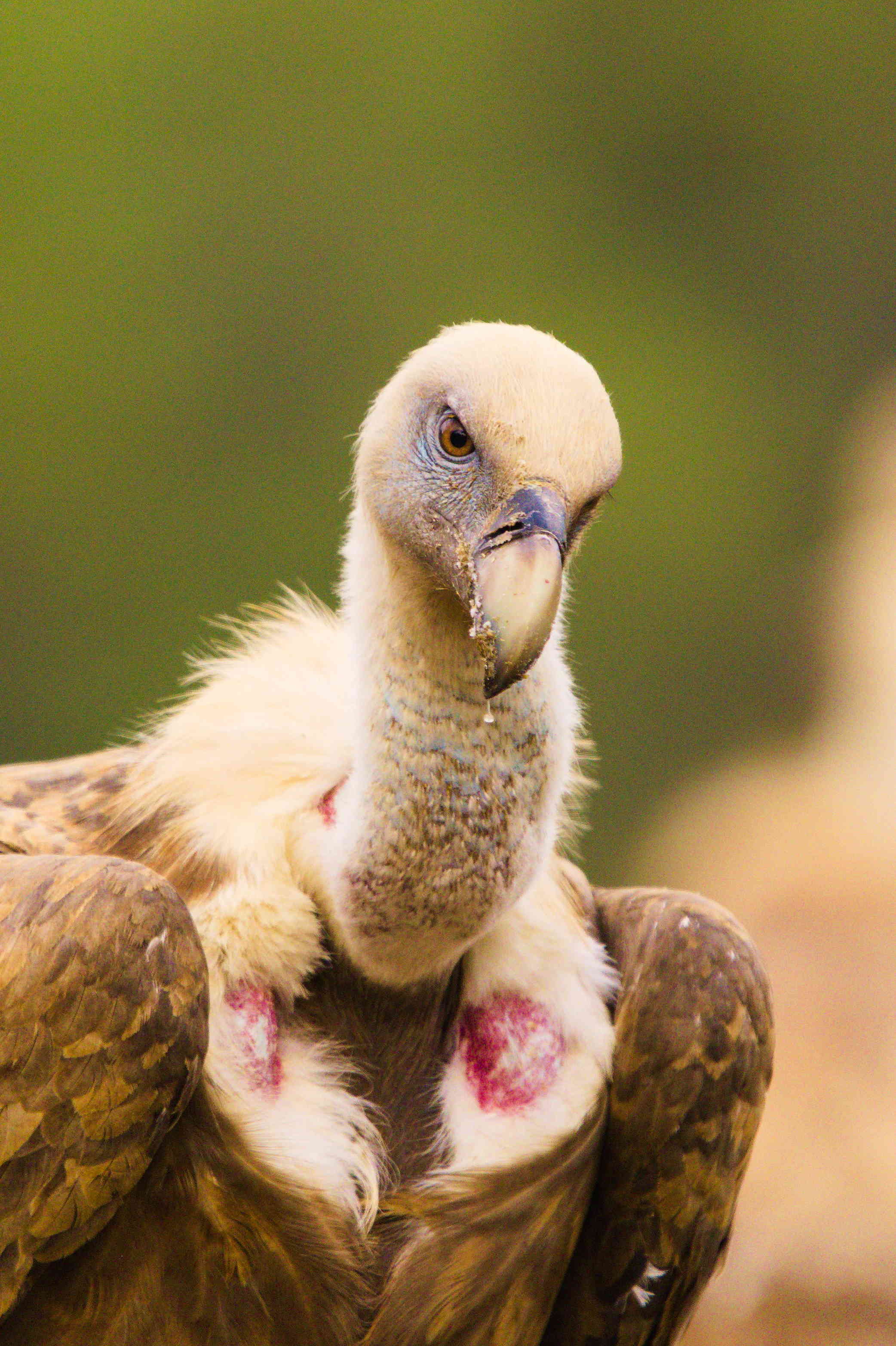 Vulture portrait
