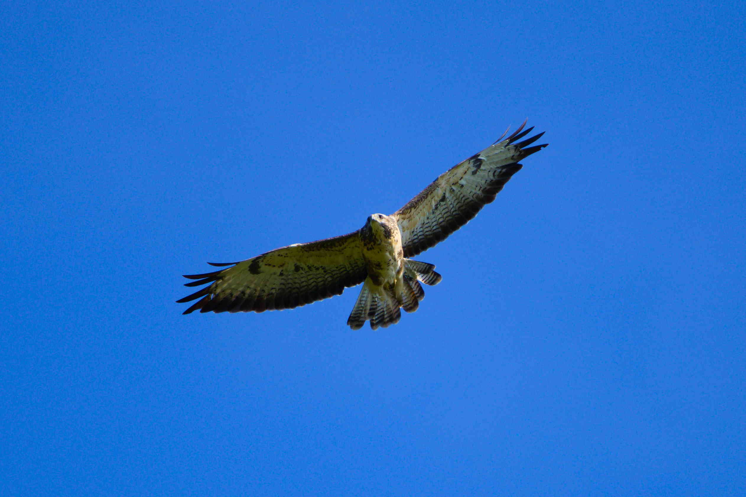 Buzzard in flight