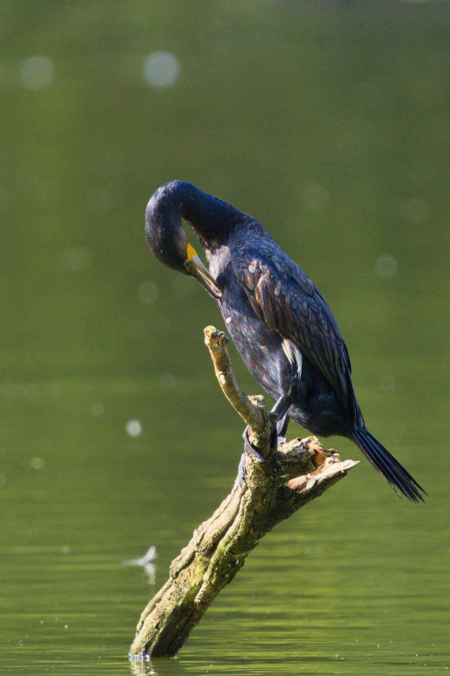 Solitude and Reflection