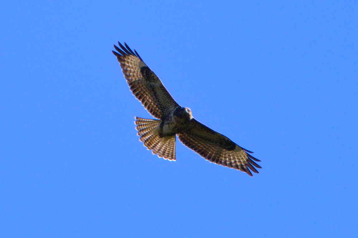 Common Buzzard