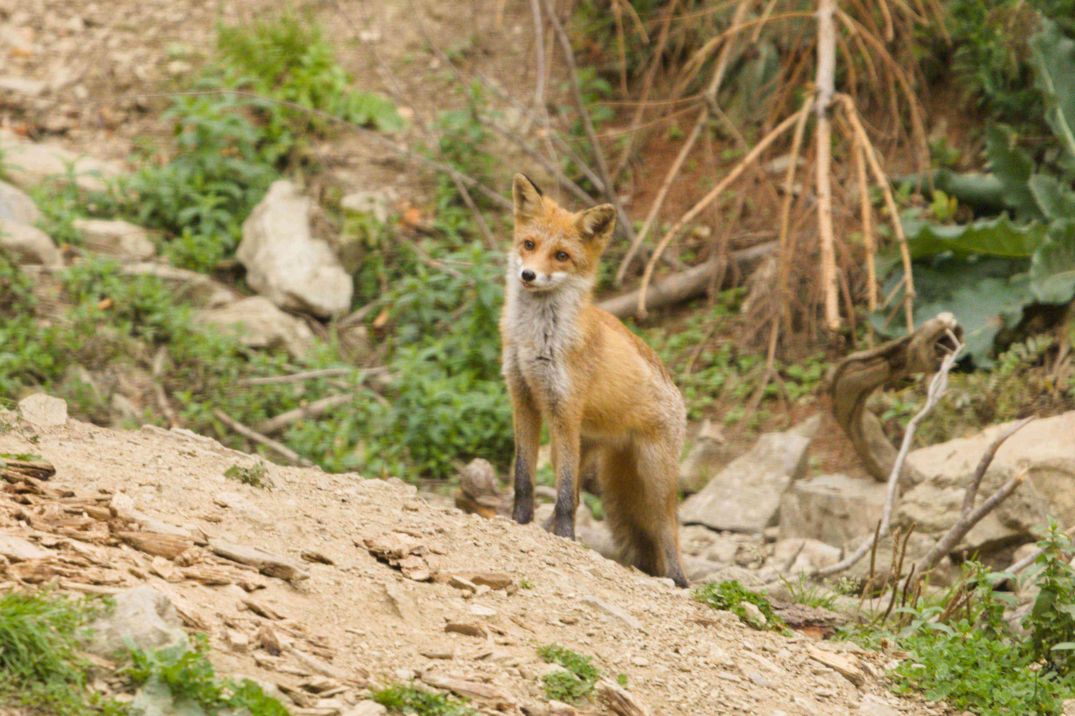 I see something tasty!