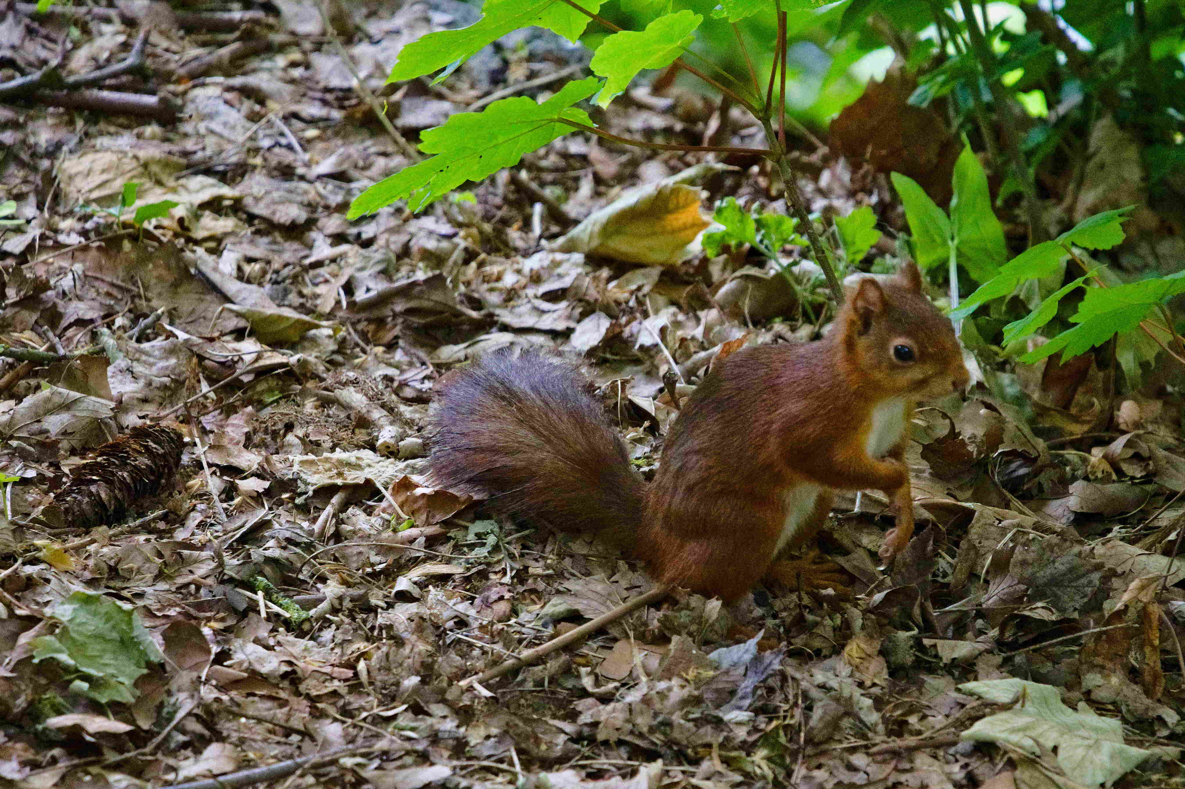 Red Squirrel in Forest