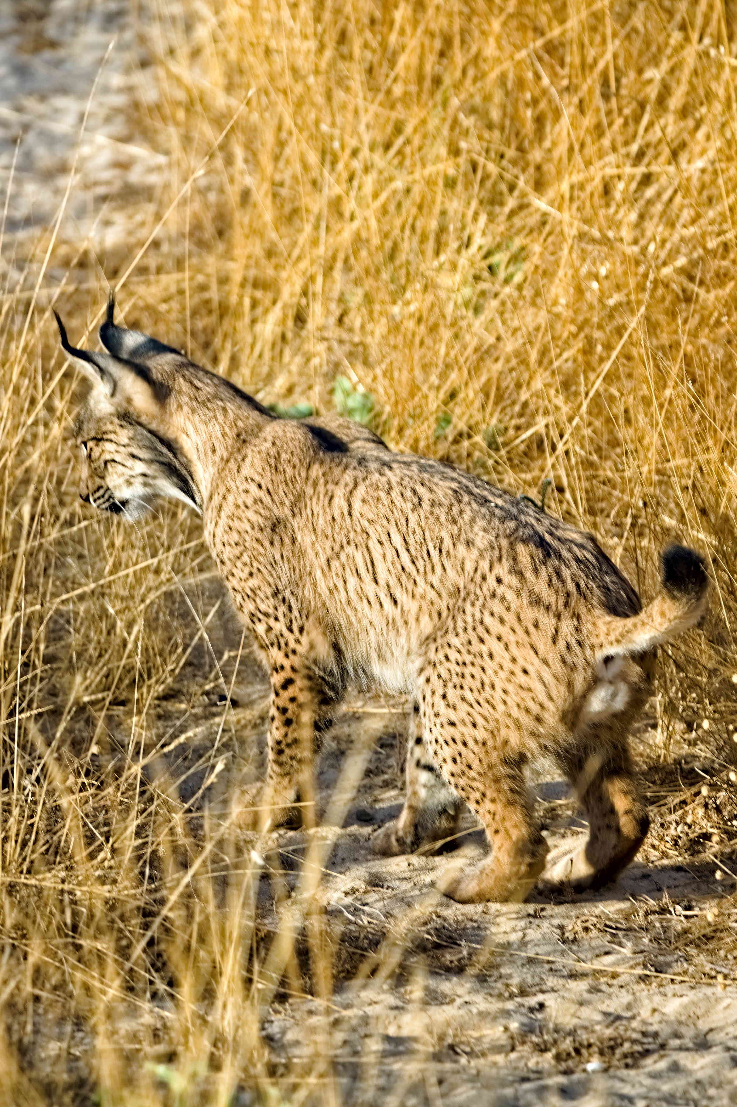 Iberian Lynx in dry grassland