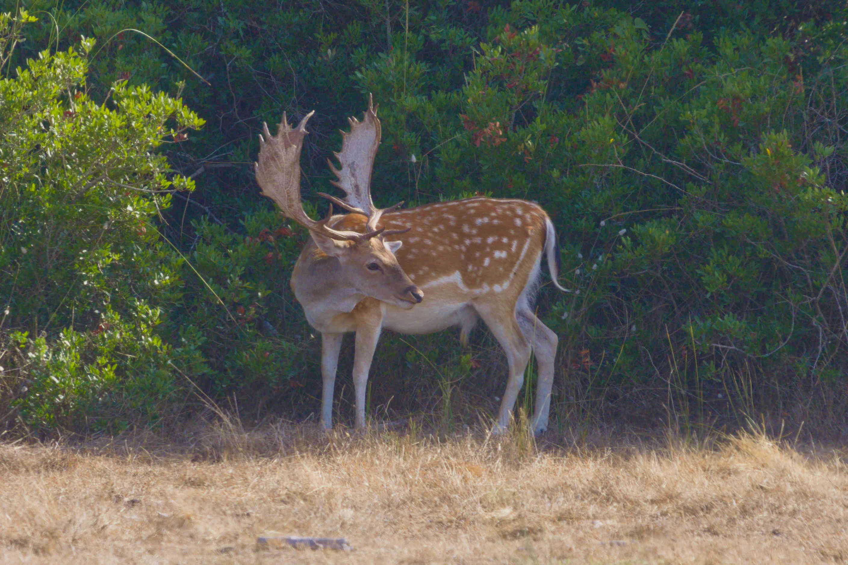 Fallow Deer