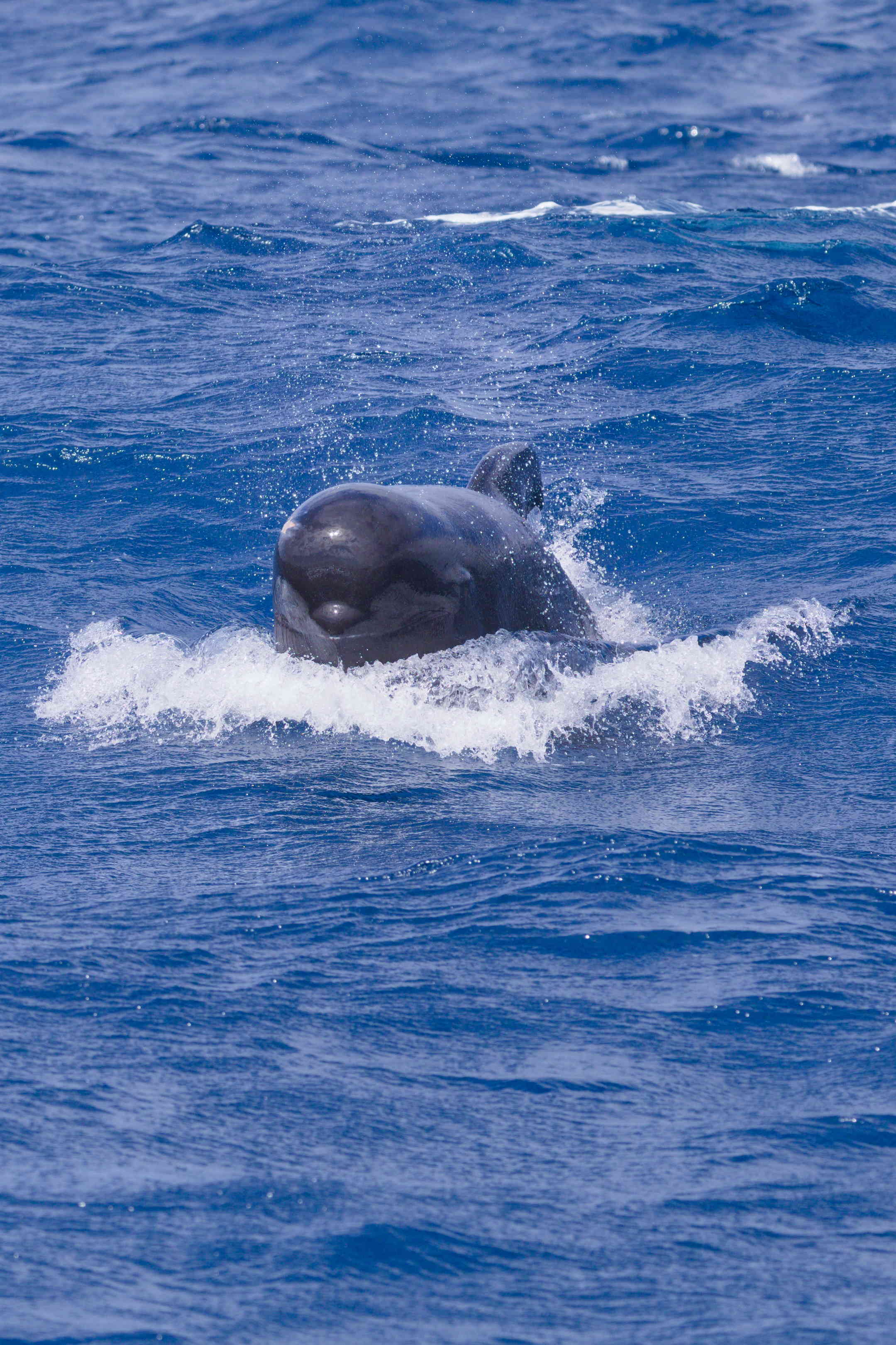 False Killer Whale