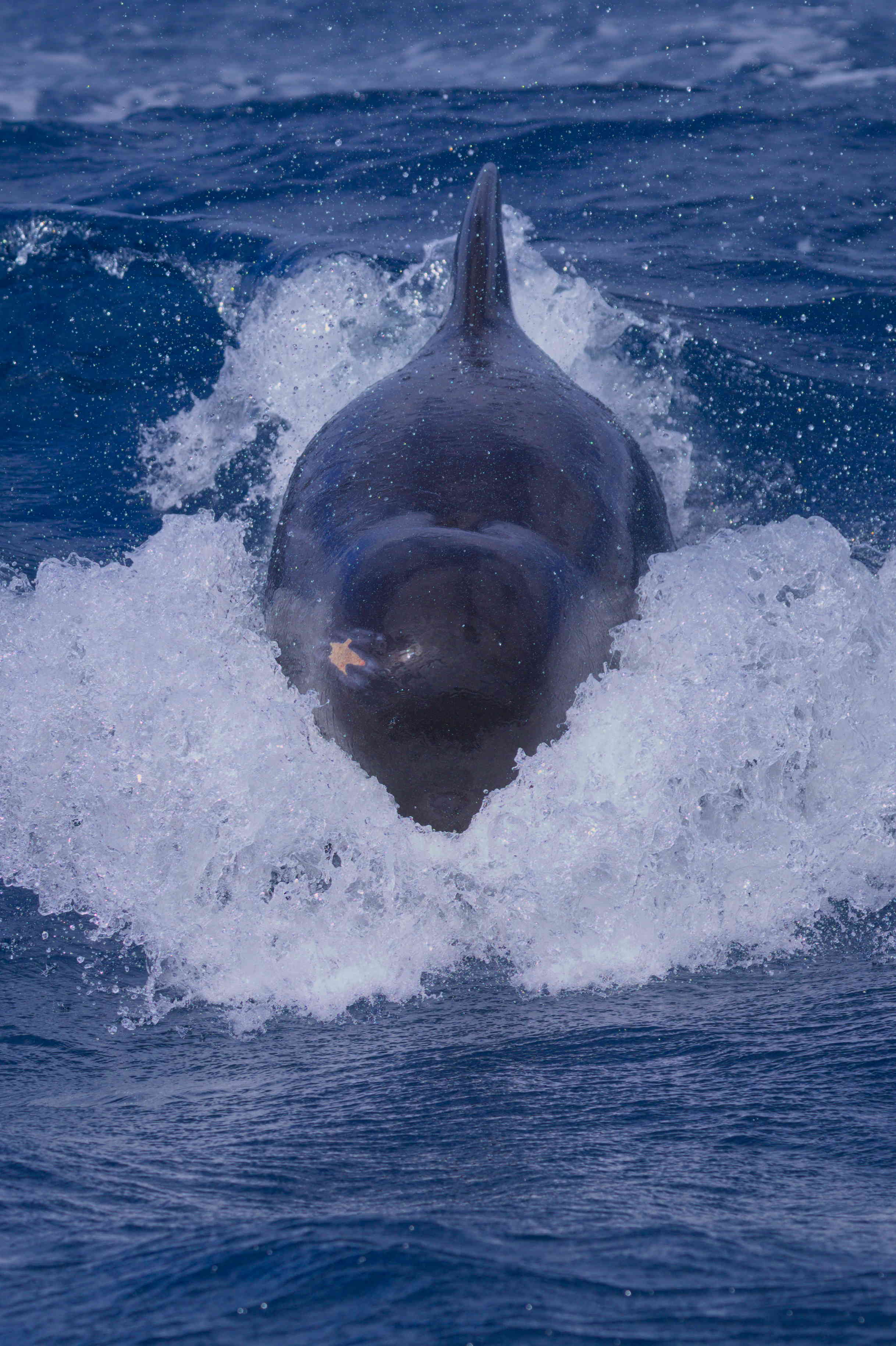 False Killer Whale