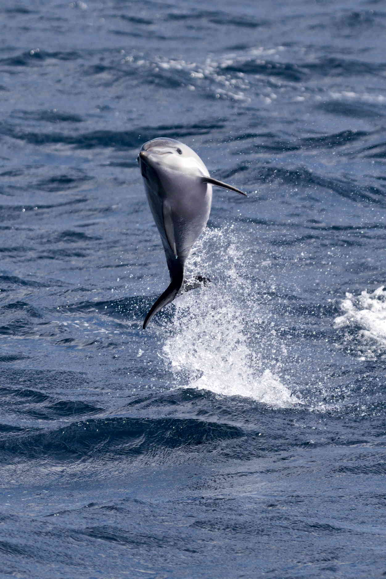 Dolphin in full leap