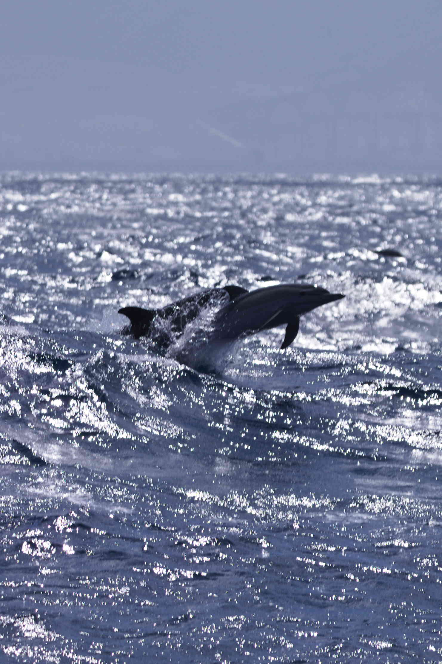 Dolphin in Silvery Sea